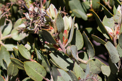 Arctostaphylos otayensis