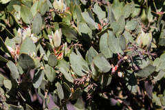 Arctostaphylos otayensis
