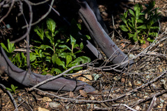 Arctostaphylos otayensis