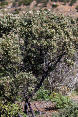 Arctostaphylos otayensis