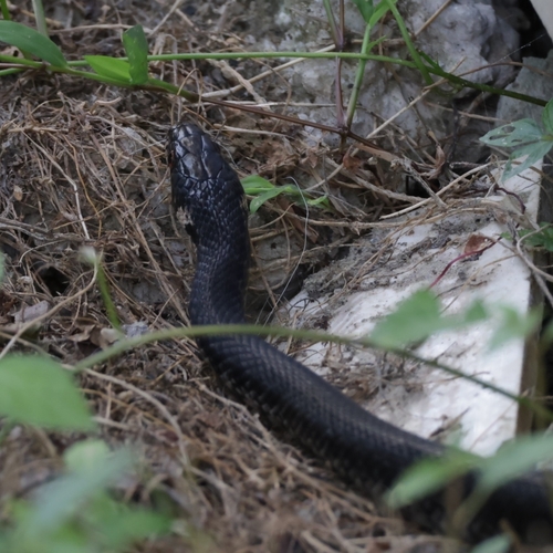 Photo of a Persian Rat Snake (Zamenis persicus)