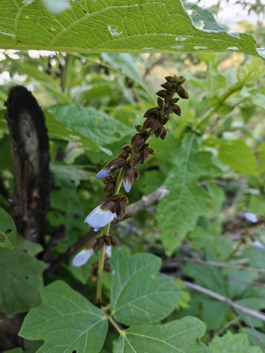 Pachyrhizus erosus observed 2026-07-21