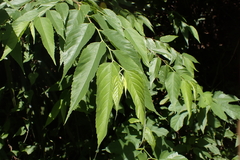Aphananthe aspera
