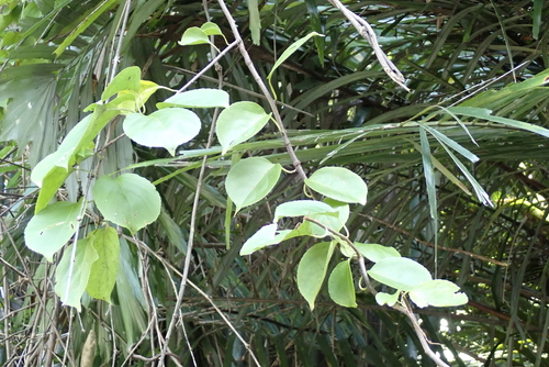 Celastrus kusanoi (Celastrus kusanoi)