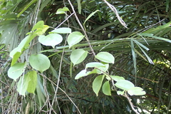 Celastrus kusanoi