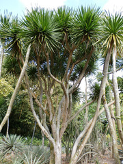 Aloidendron barberae