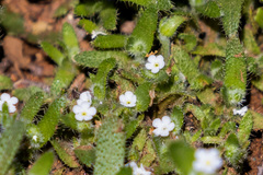 Plagiobothrys collinus