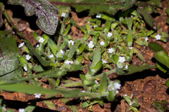 Plagiobothrys collinus