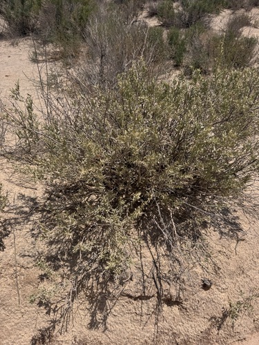 American Tarwort