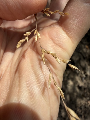 Melica imperfecta observed 2026-07-20