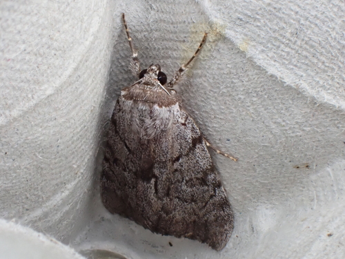 Sordid Underwing photo 5