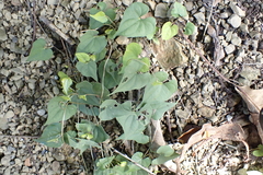 Dioscorea japonica, photograph (c) Licheng Shih, some rights reserved (CC BY)