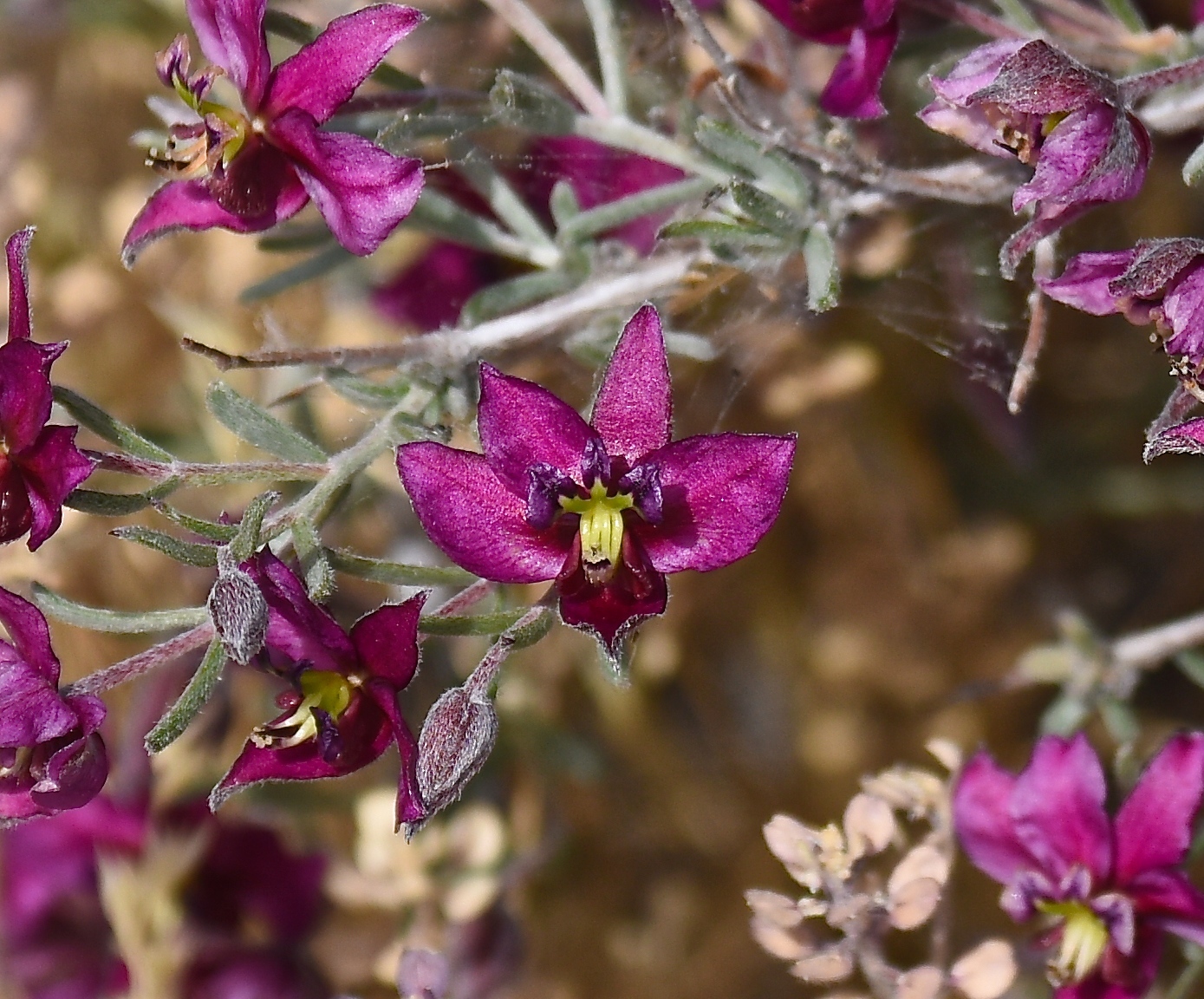 Krameria erecta