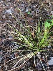 Carex scoparia