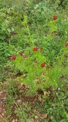 Adonis annua