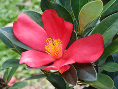 Camellia azalea