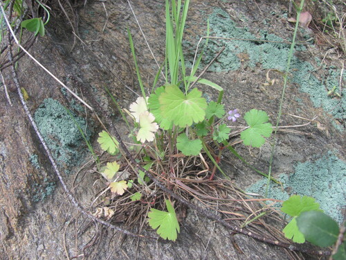 Roundleaf geranium (Geranium rotundifolium)