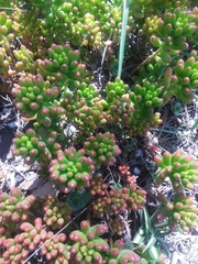 Sedum × rubrotinctum