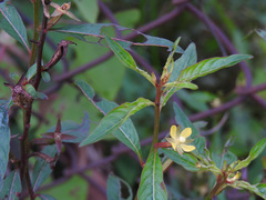 Ludwigia perennis