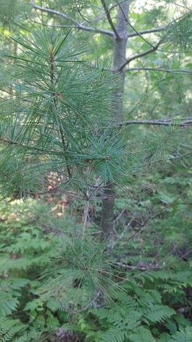 eastern white pine