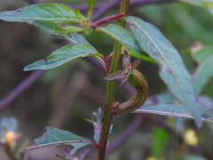 Ludwigia perennis