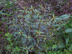 Ludwigia perennis