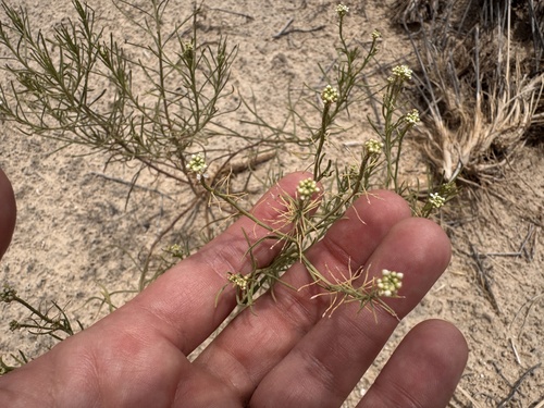 Mesa Pepperwort