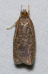 Psilocorsis quercicella