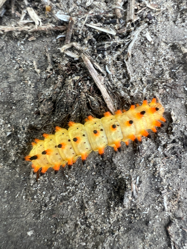 Southern Festoon