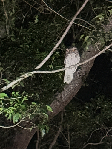 Tawny Frogmouth