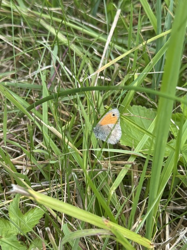 Small Heath
