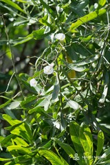Convolvulus floridus
