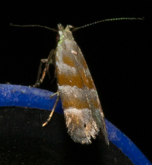 Battaristis vittella