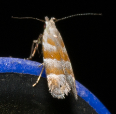 Battaristis vittella