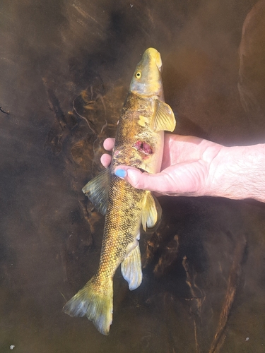Bluehead sucker (Catostomus discobolus) — Catostomidae