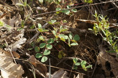 Melilotus neapolitanus