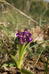 Anacamptis morio caucasica
