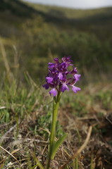 Anacamptis morio caucasica