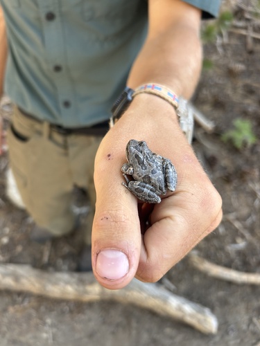 iNaturalist observation photo of Pacific chorus frog
