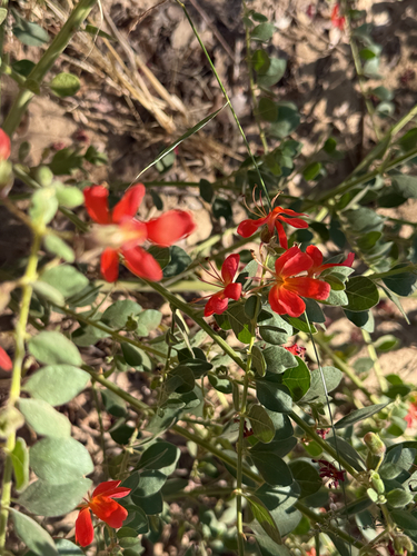 Cat's claw