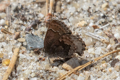 Callophrys polios