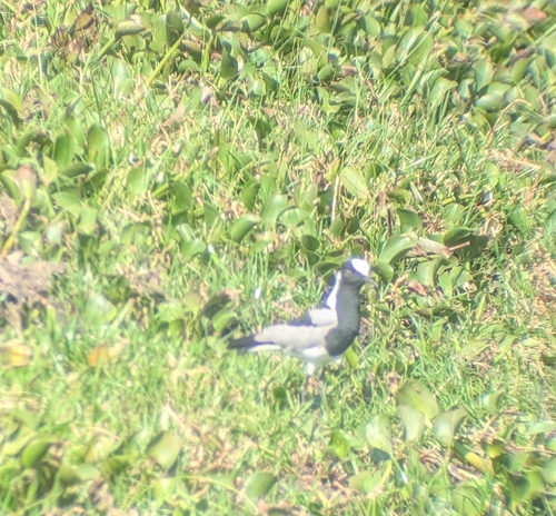 iNaturalist: (c) Kayla, some rights reserved (CC BY-NC), uploaded by Kayla iNaturalist image