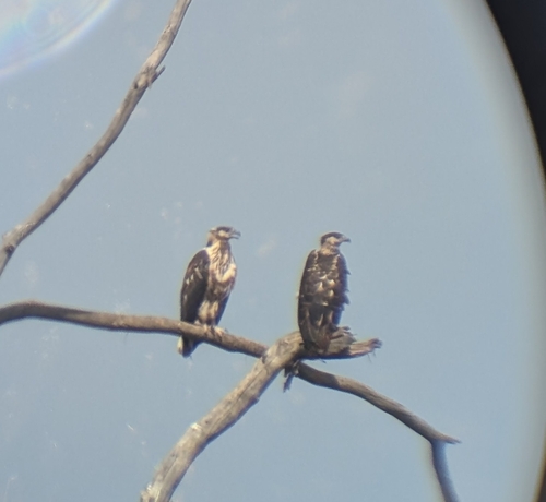 iNaturalist image