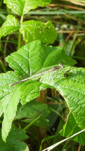 Blue Featherleg