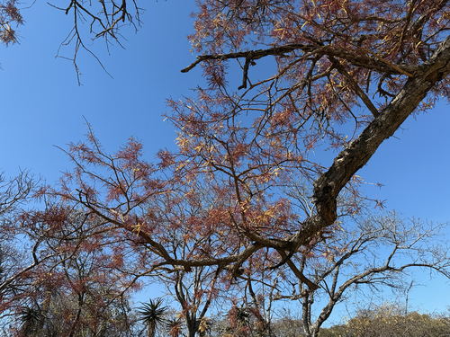monkey thorn