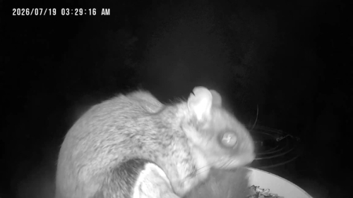 Humboldt's Flying Squirrel observed by cephalogoddess