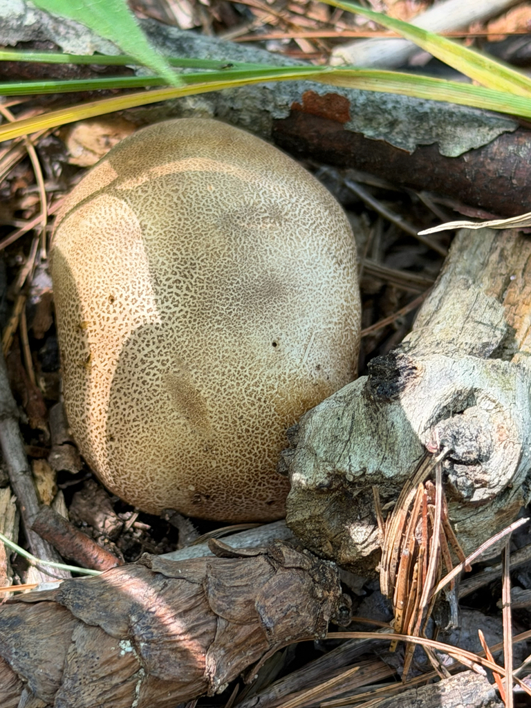 common earthball · July 2026 · photo: Photo: (c) Sawyer Baran, some rights reserved (CC BY) · iNaturalist