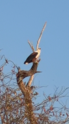 iNaturalist image