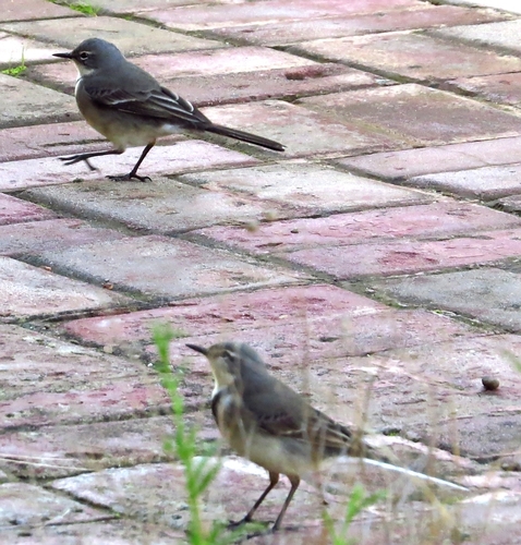 iNaturalist image
