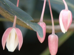 Elaeocarpus grandiflorus